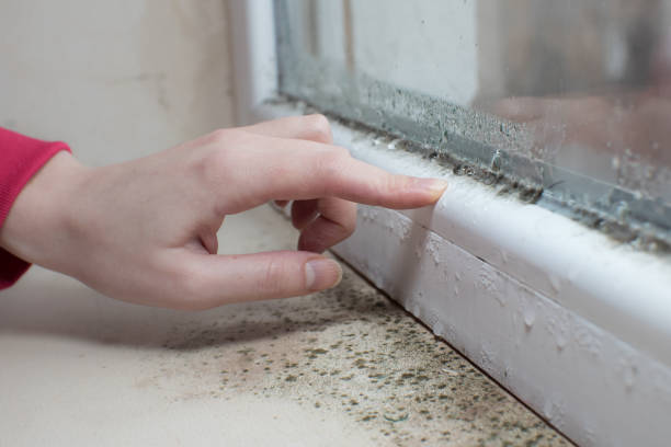 Best Mold Remediation for Healthcare Facilities  in Greilickville, MI
