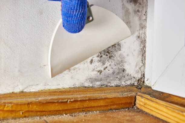 Best Environmental Consulting for Mold Prevention  in Greilickville, MI